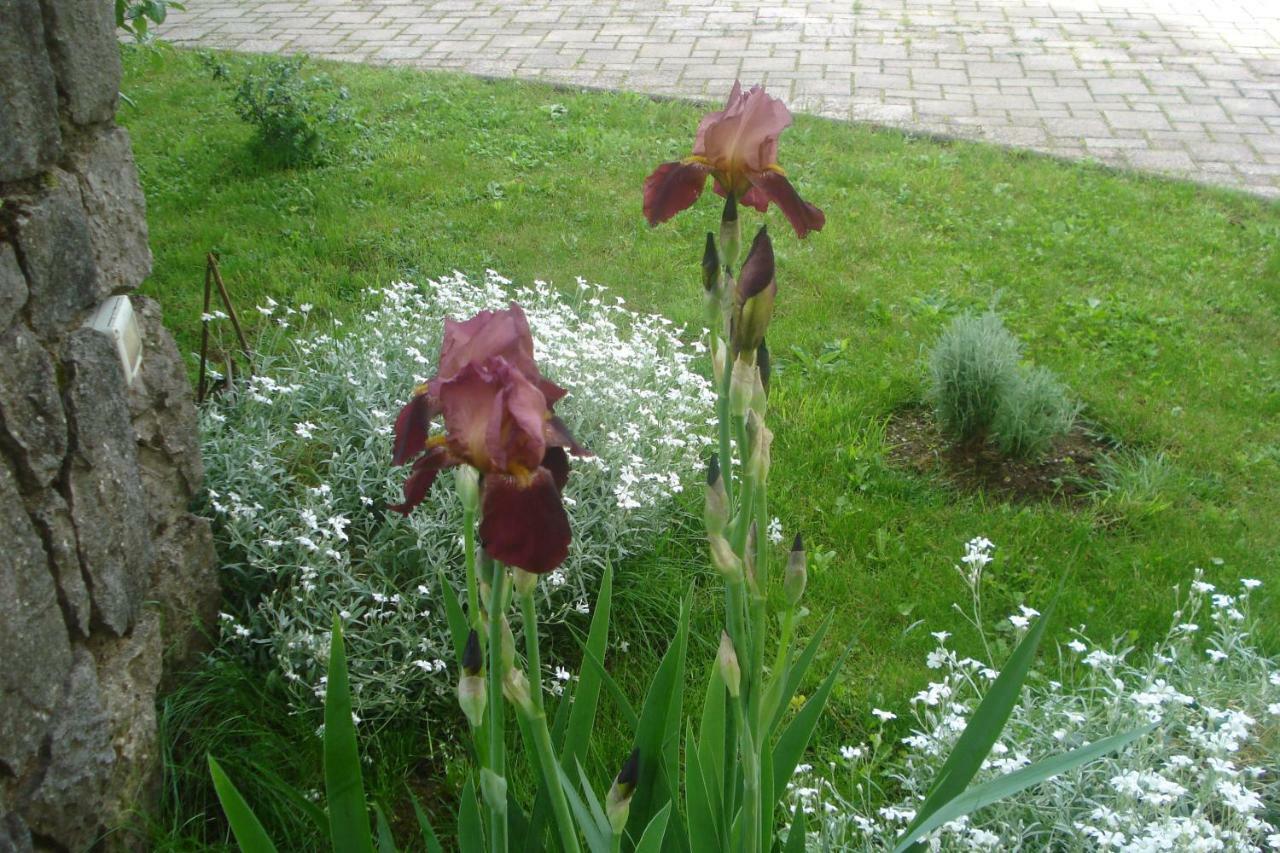 Apartmani Aldo Roč Zewnętrze zdjęcie